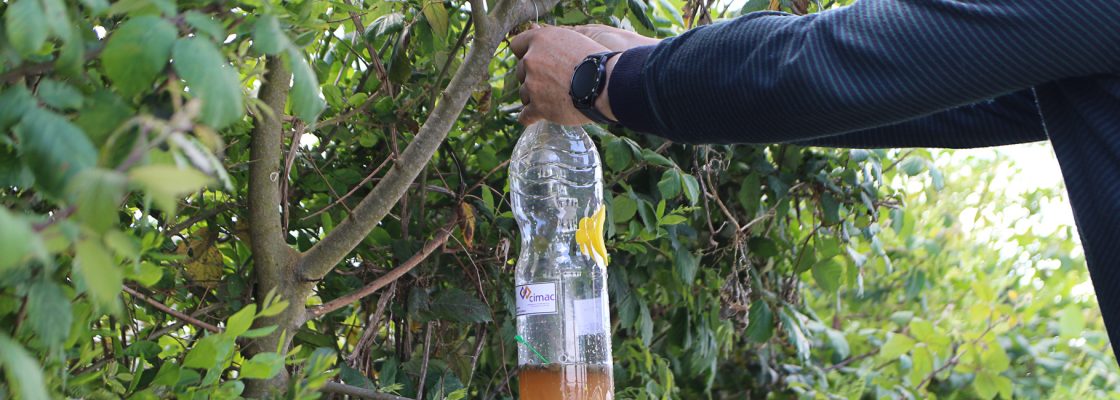 Município toma medidas de combate à vespa asiática