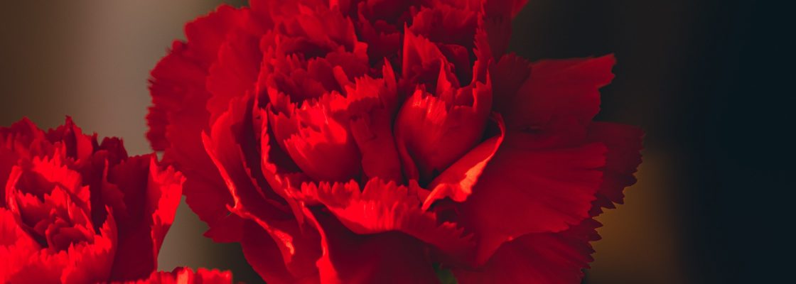 carnations-6292136_1920