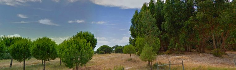floresta2