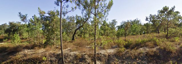 floresta_1
