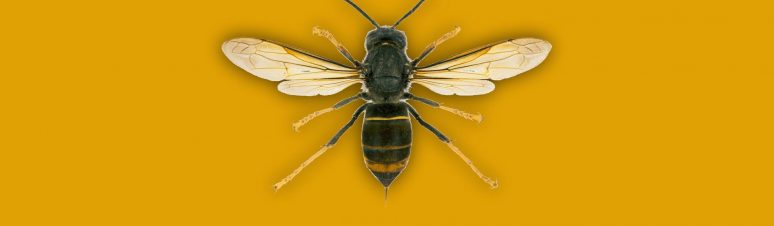 vespa asiatica