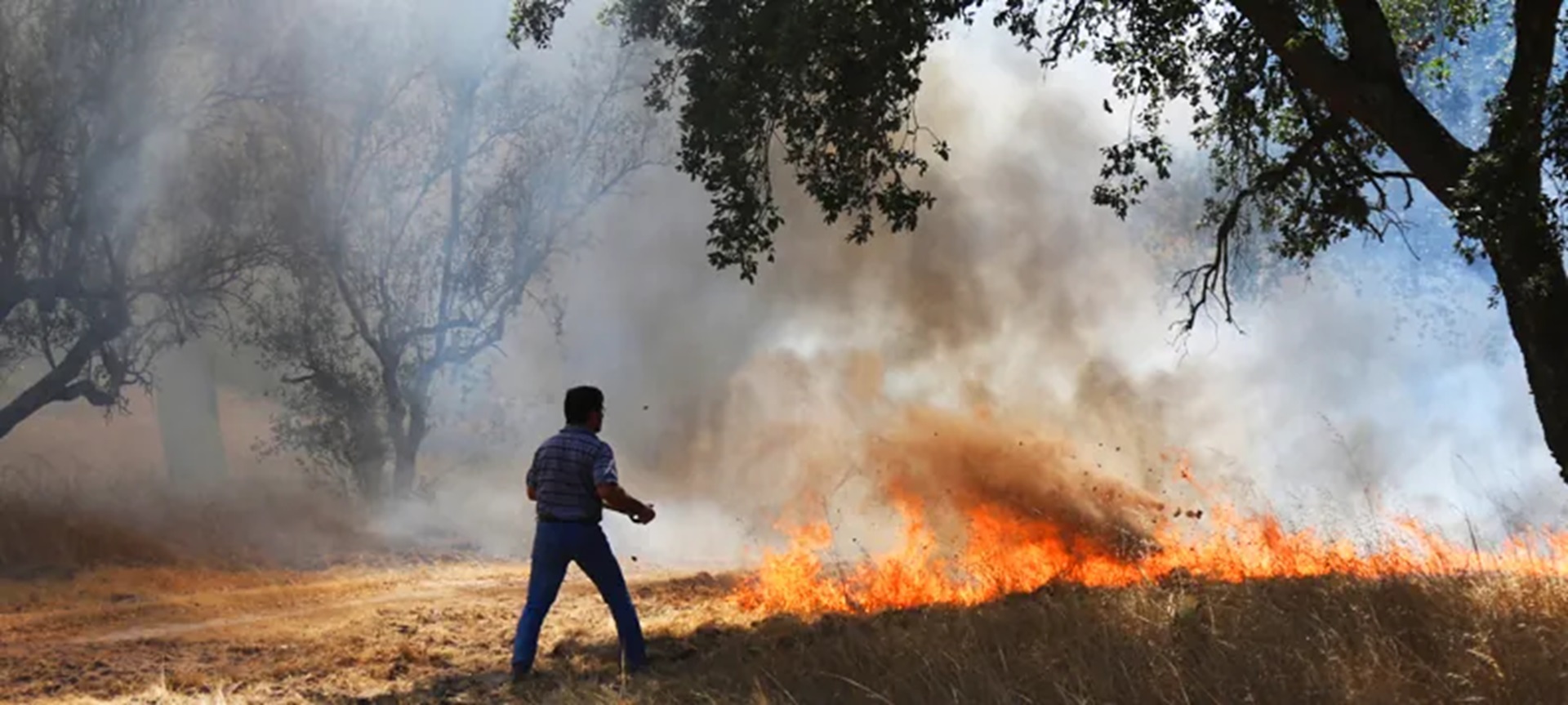 Prevenção de incêndios florestais: limpeza de terrenos é obrigatória até final de maio